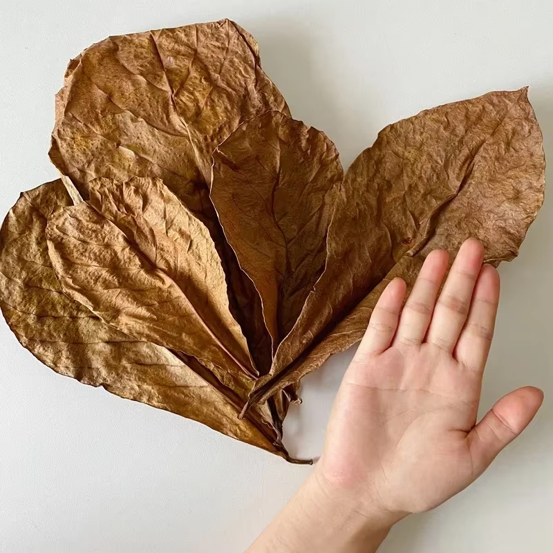 CatNordz-Feuilles naturelles politiquement pour la décoration d'aquarium