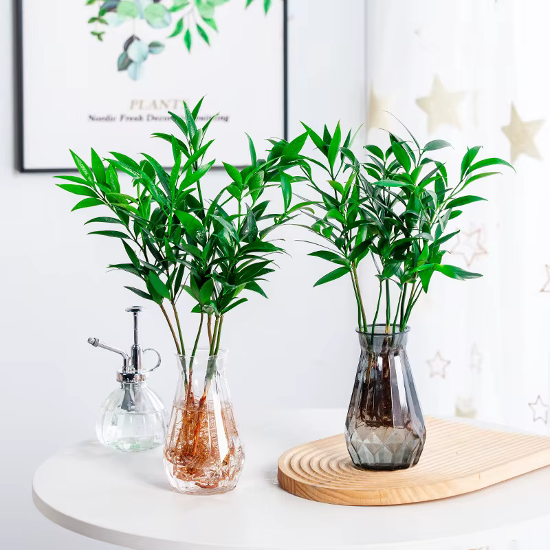 Vase hydroponique en plastique transparent pour plantes vertes