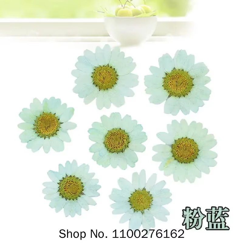 120 pièces de fleurs de marguerite séchées pressées pour la fabrication de pendentifs en résine époxy