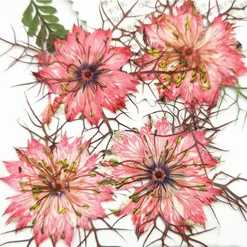 Fleurs pressées naturelles