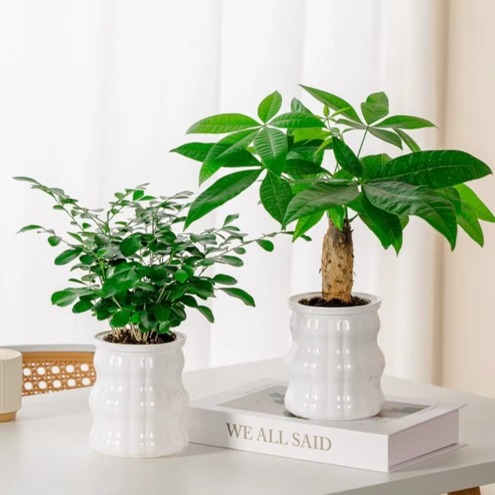 Pot de plantes hydroponiques auto-arrosage créatif