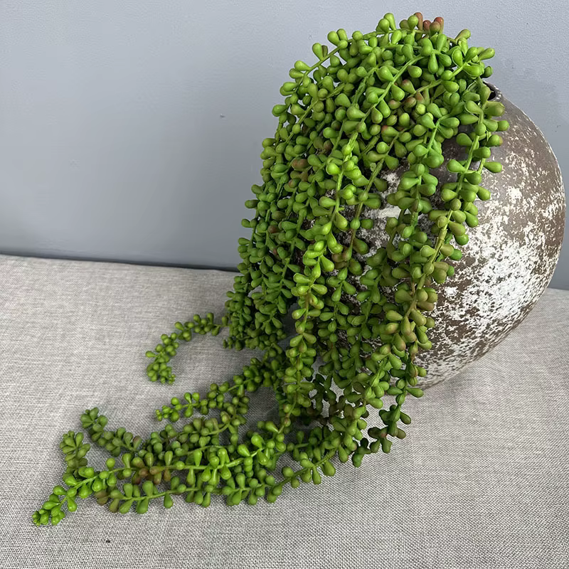 Plantes succulentes artificielles vives
