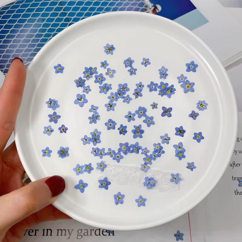 Myosotis sylvatica bleu pressé et séché