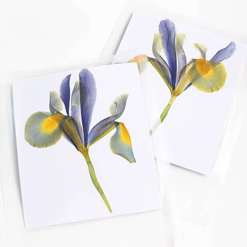 1 pièces/12-14cm, nouvelles fleurs pressées Iris réel demi-coupe fleur sèche primaire bricolage plante cadre Photo époxy carte de voeux aromathérapie