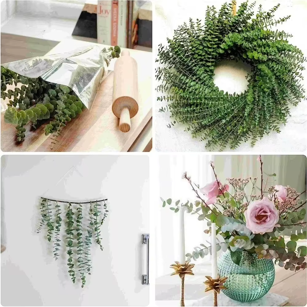 Feuilles d'eucalyptus séchées et conservées