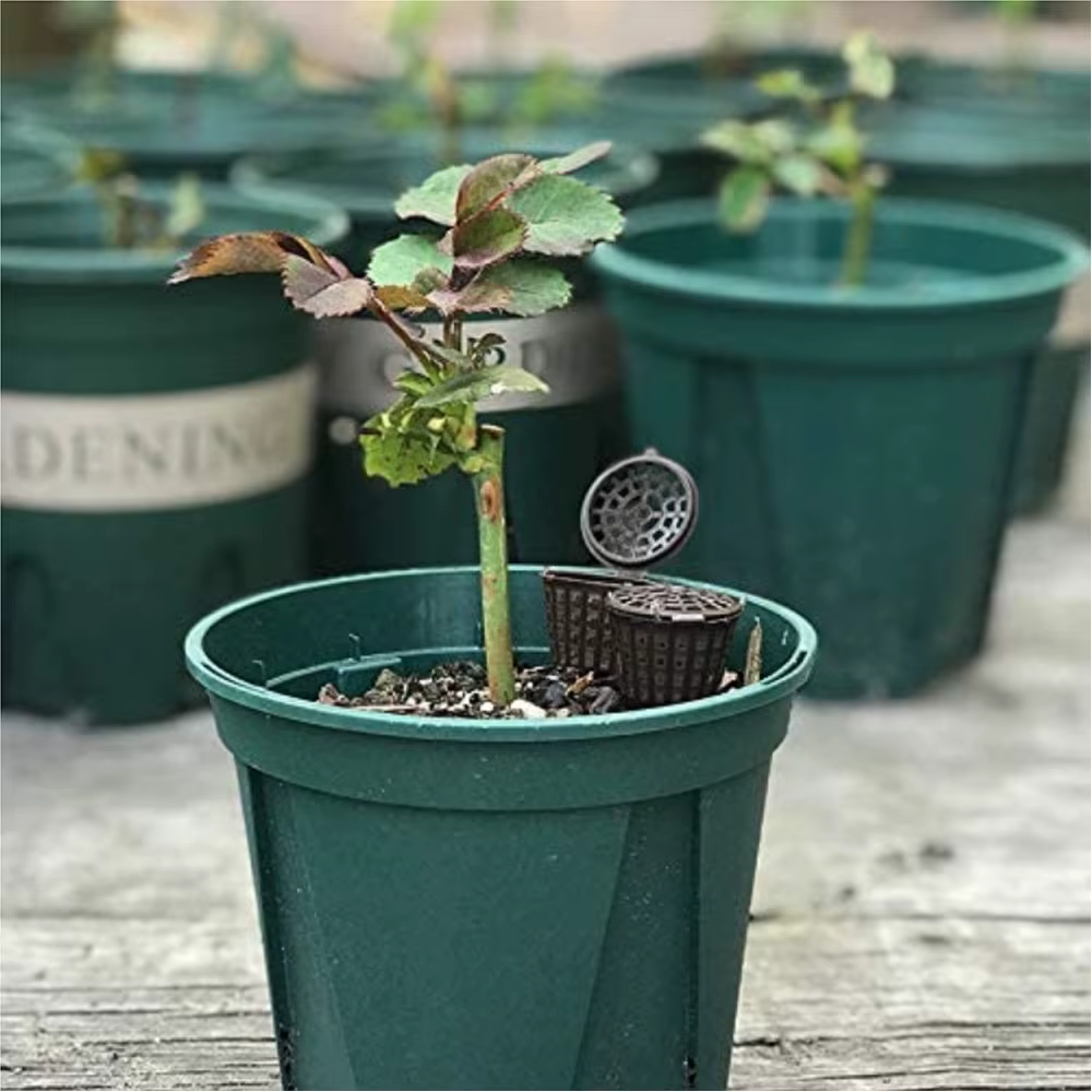 Mir de navigateur de plantes pour pot de fleur