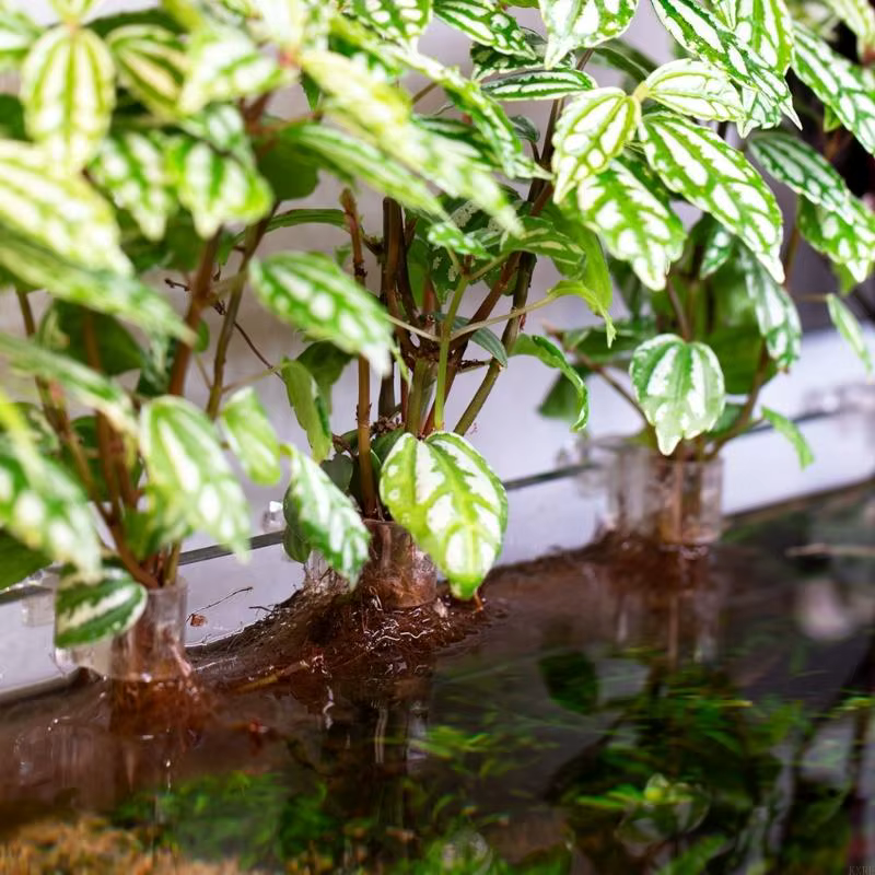 6 pièces Support plante d'eau pour Aquarium