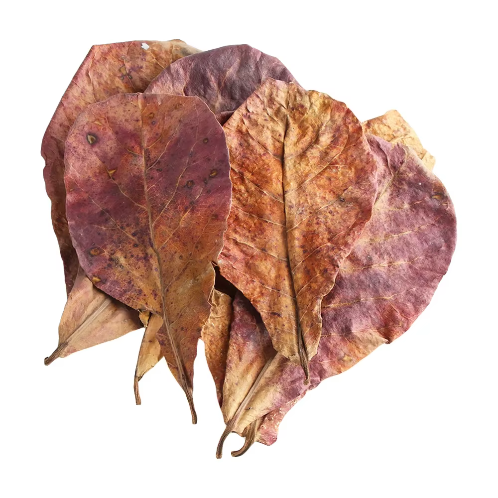 Terminal naturel Catappa Foetida feuilles île feuille d'amande traitement de nettoyage de poisson réservoir d'aquarium livraison directe