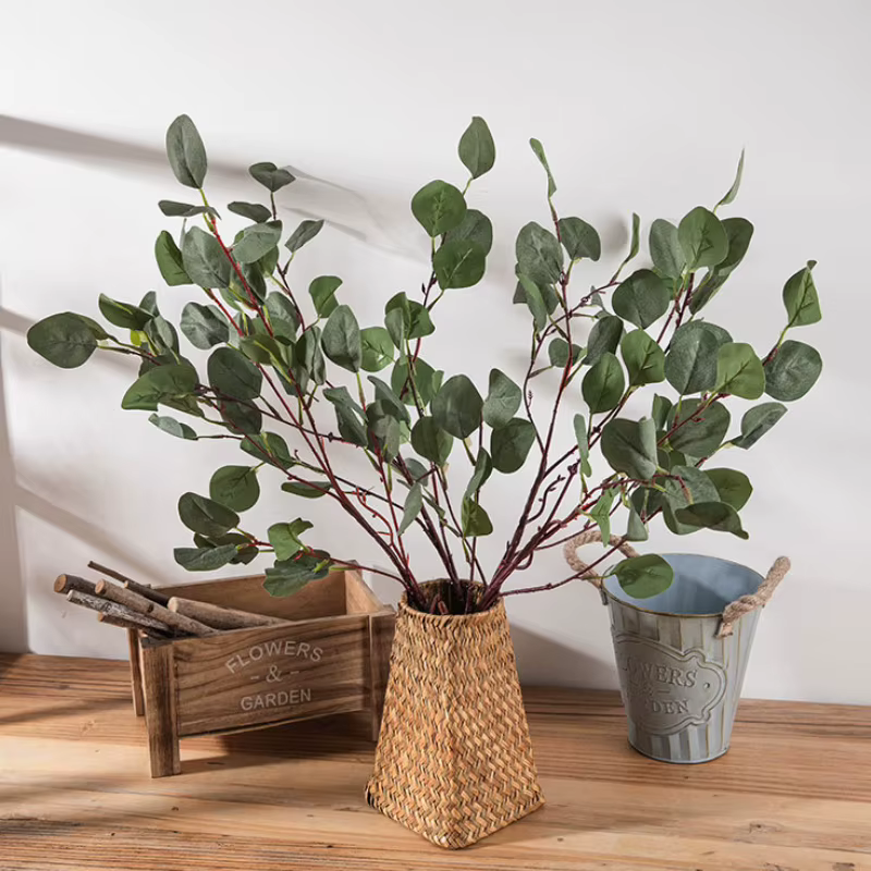 Feuilles d'eucalyptus vertes