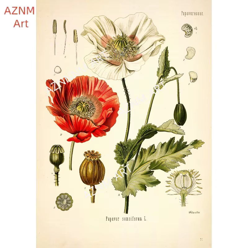 Affiches d'impression de jardin de fleurs botaniques vintage