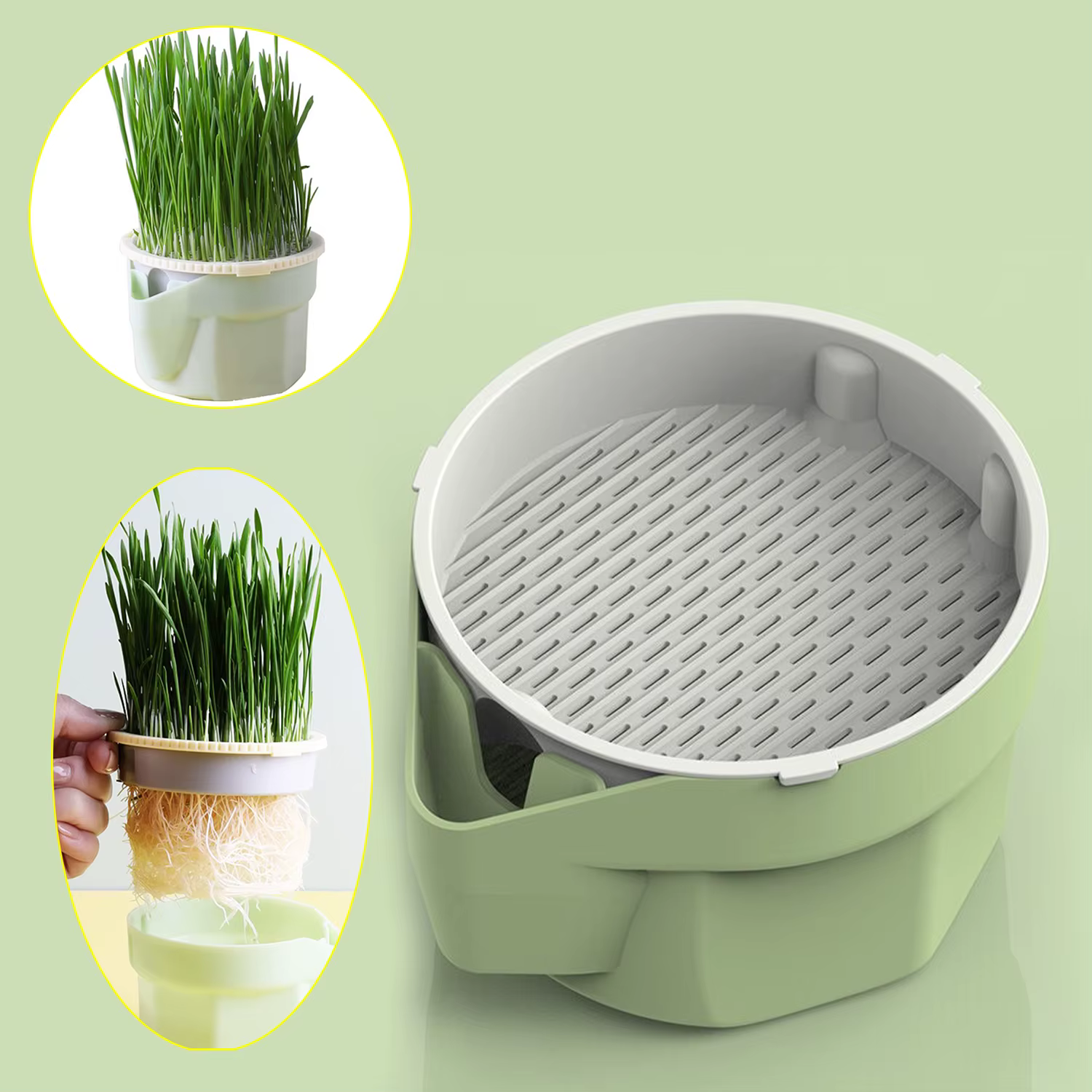 Tasse de plantation d'herbe de chat hiérarchique