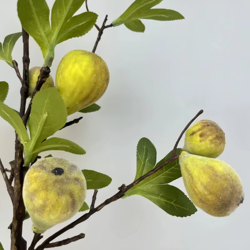 Branche de fausse figue avec fruit