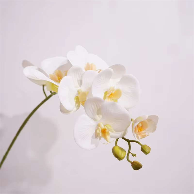 Orchidée Papillon au Toucher Réel