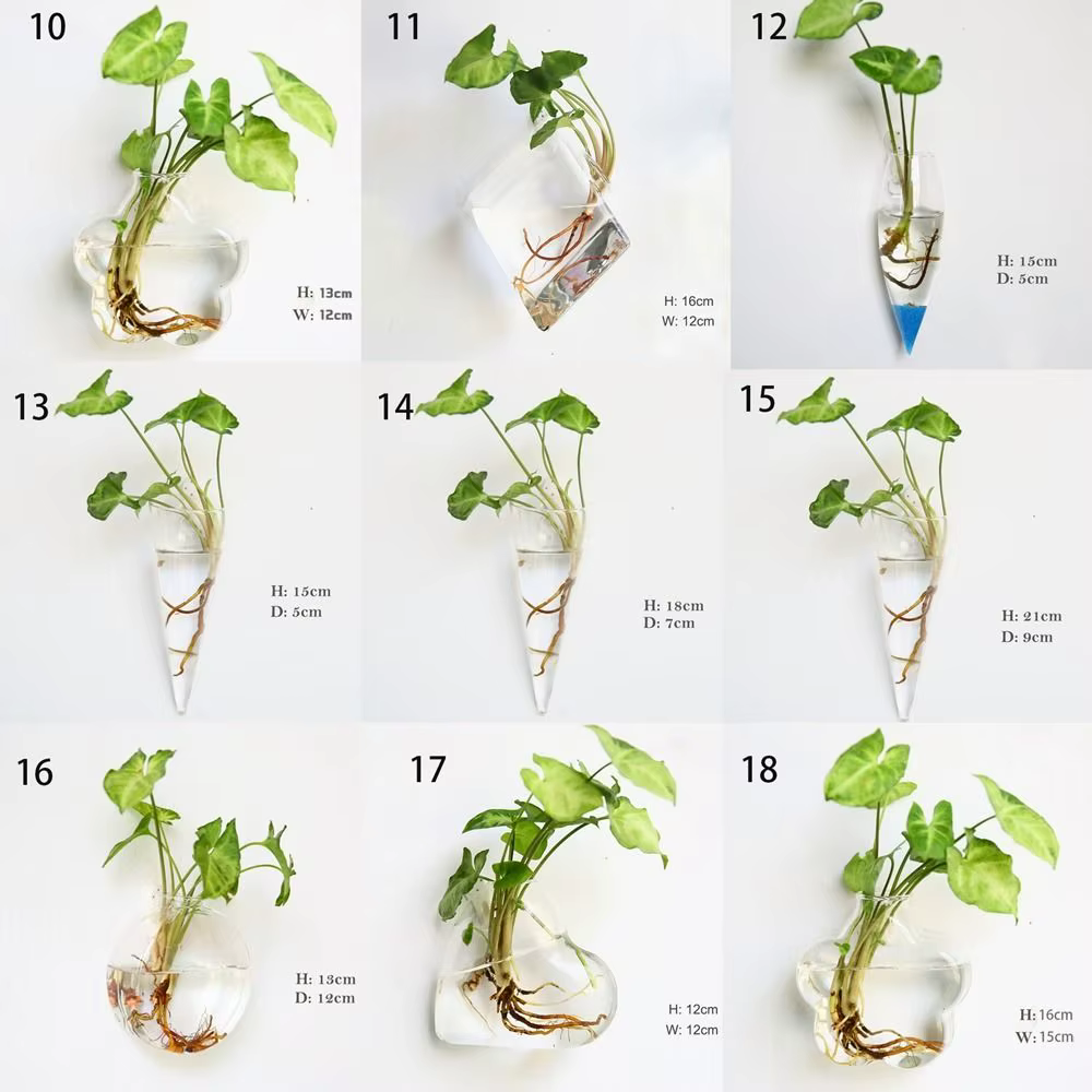 Plantes hydroponiques purifient la maison