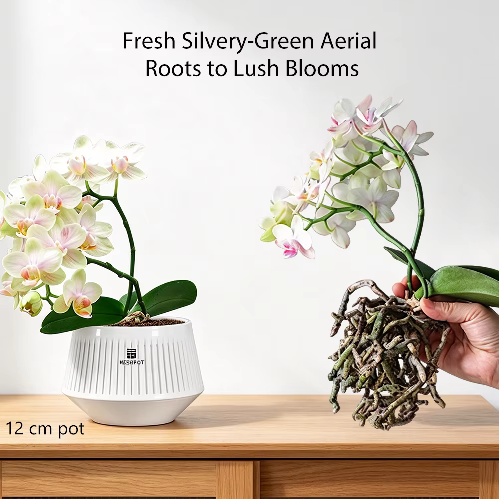 Pots d'orchidées en maille avec trous