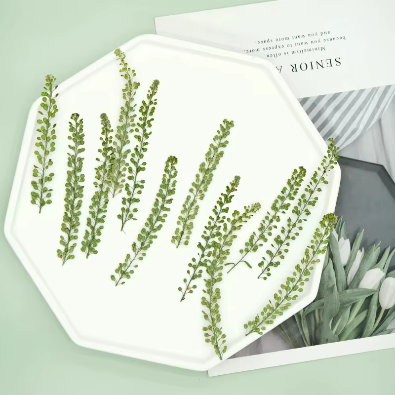 12 pièces, fleur pressée véritable lépidium et cloche verte herbe fleurs séchées bricolage cadre Photo/cartes/bougies/coques de téléphone/fournitures artisanales en résine