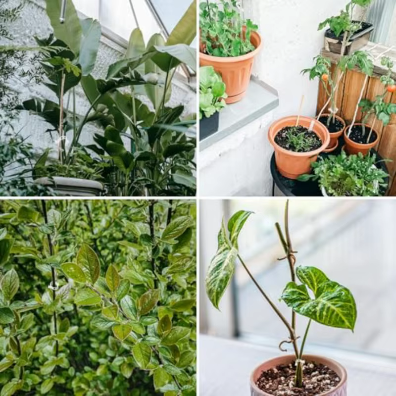 Clip de vigne pour plantes 100/200/500