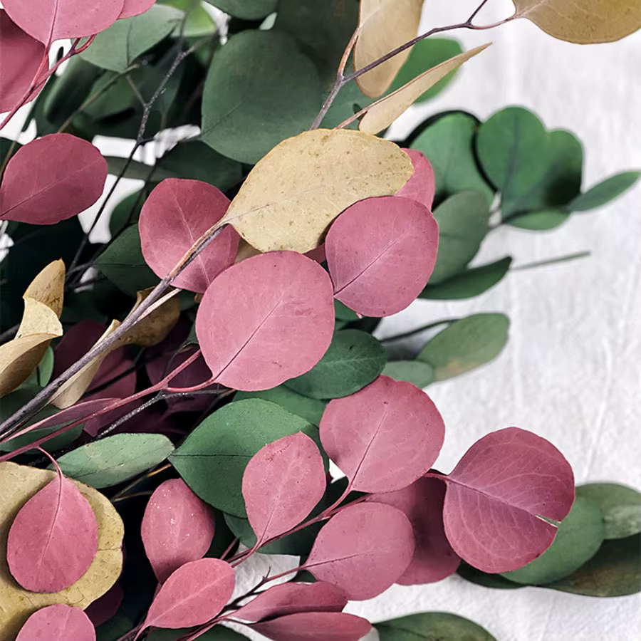 Feuilles rondes d'eucalyptus pour la décoration intérieure