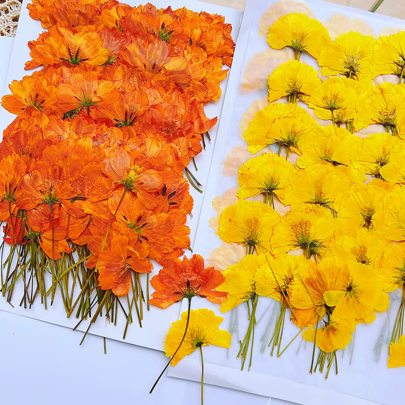 120 pièces de fleurs séchées pressées