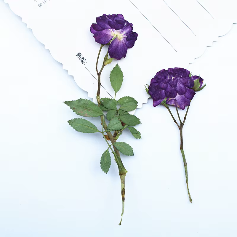 12 pièces, fleurs séchées de roses violettes pressées latéralement avec tiges