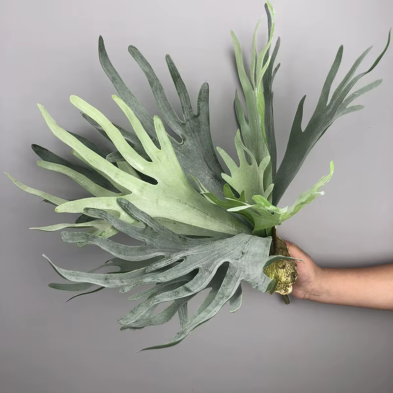 Nouvelles feuilles de bois de cerf artificielles Pteridophyte