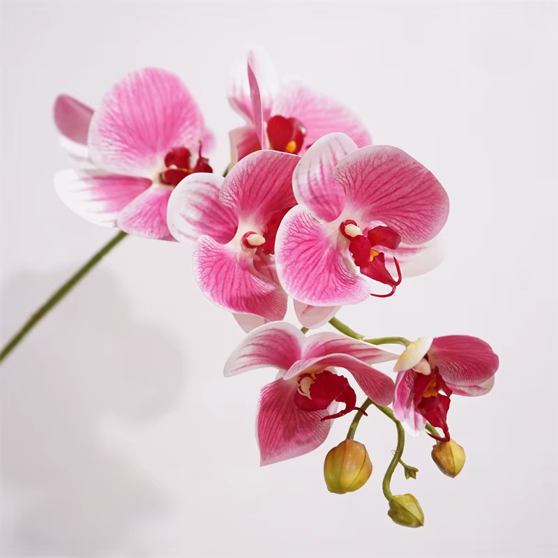 Orchidée Papillon au Toucher Réel