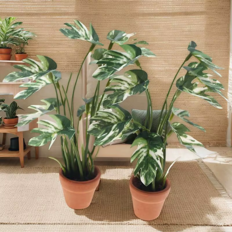 Plante Monstera Miniature délicate pour maison de poupée 1/12