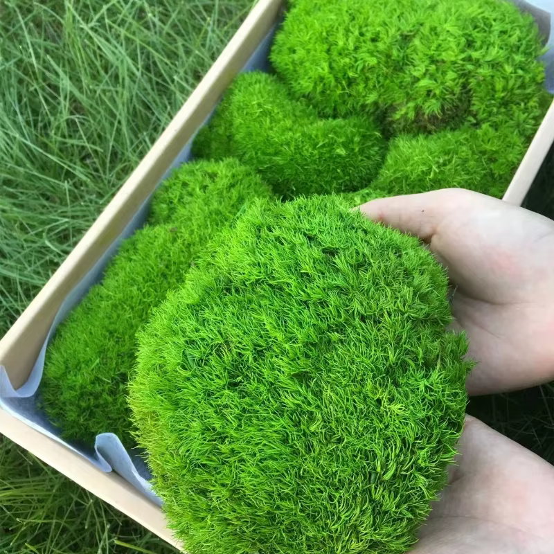 Plantes vertes artificielles