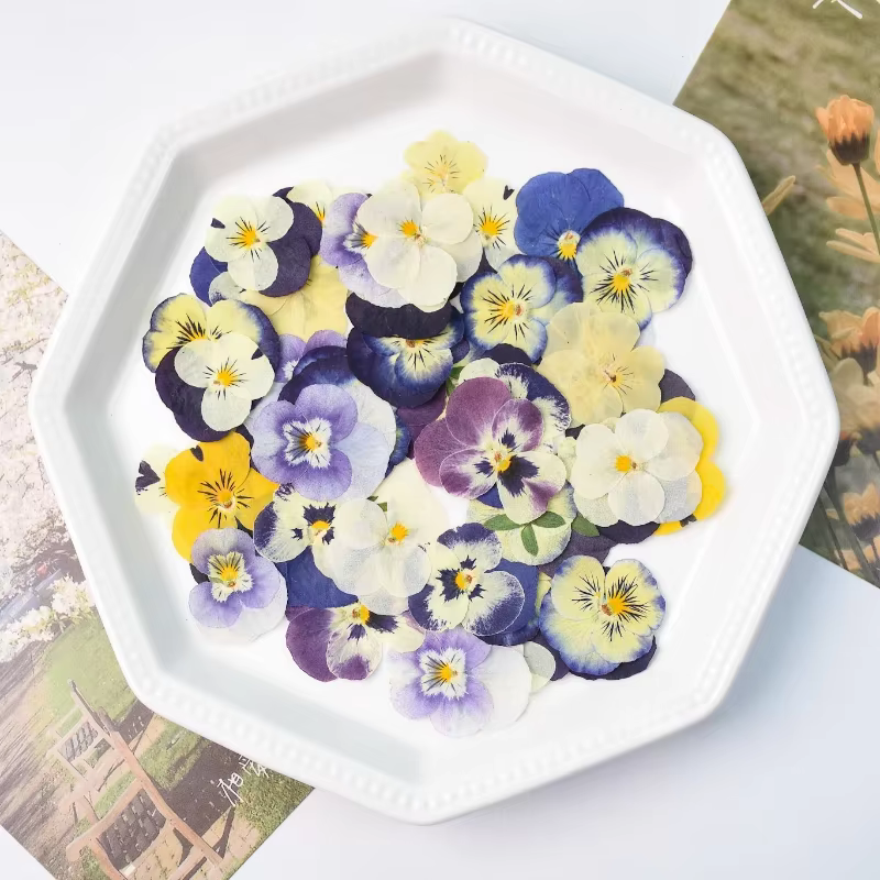 50 pièces/2-4 cm, pétale de fleur de pensée pressé