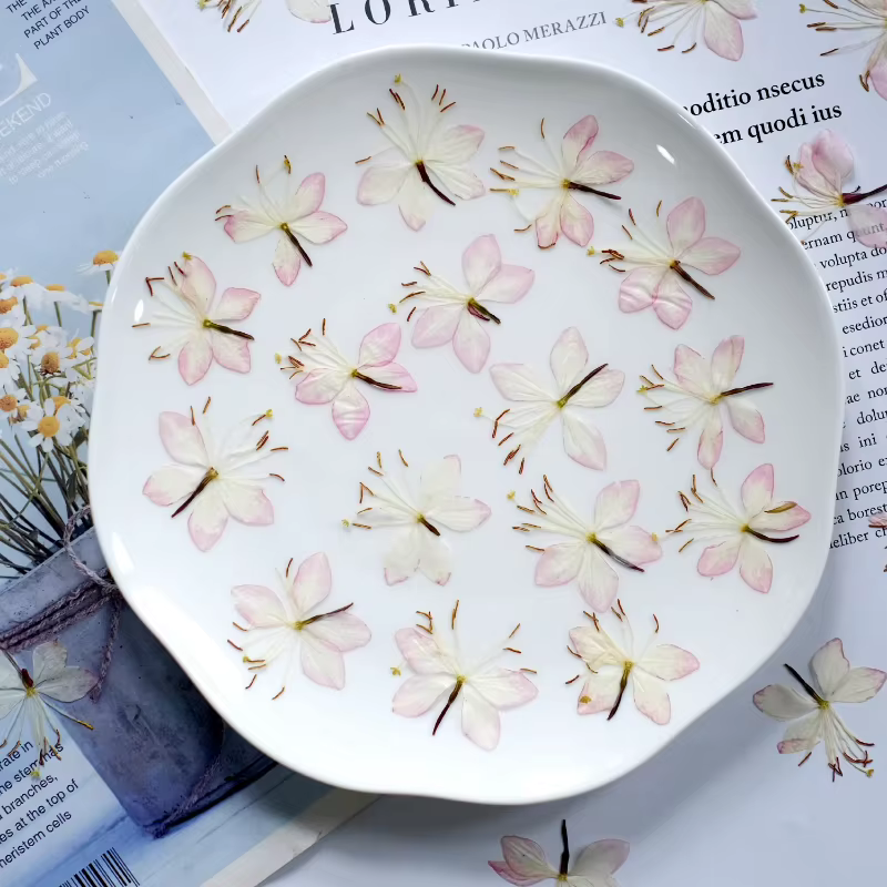 Kit d'échantillons de fleurs pressées séchées
