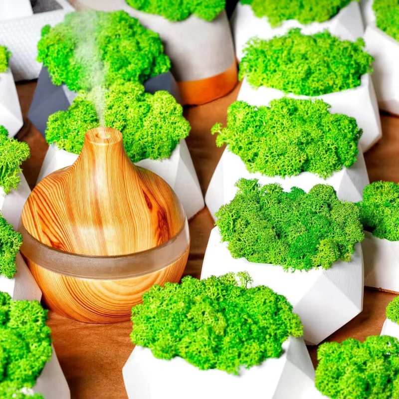 Nouvelles plantes vertes artificielles vie éternelle mousse herbe bricolage