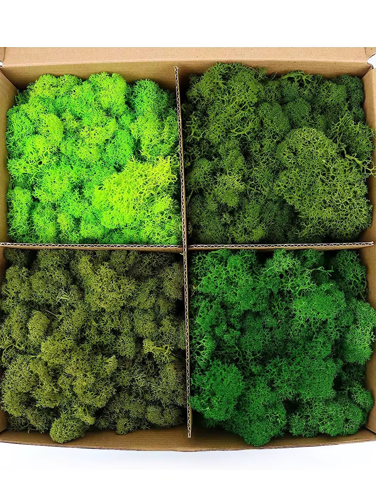 20/40/60g vie éternelle mousse plantes vertes artificielles bricolage artisanat herbe Mini paysage maison salon jardin