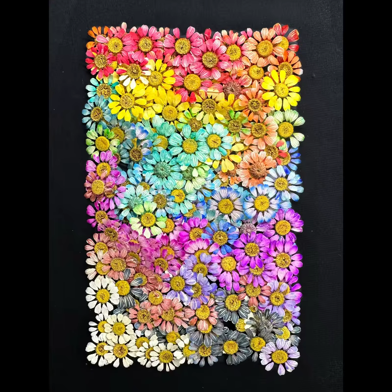 12 pièces/1-2 cm, Mini fleur sèche naturelle camomille