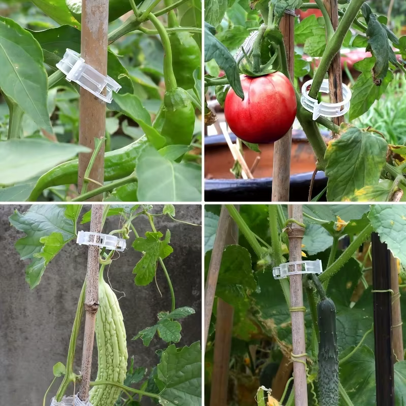 50 pièces - Tomates et plantes grimpantes - Outils durables et résistants aux intempéries pour l'entraînement et l'assistance.