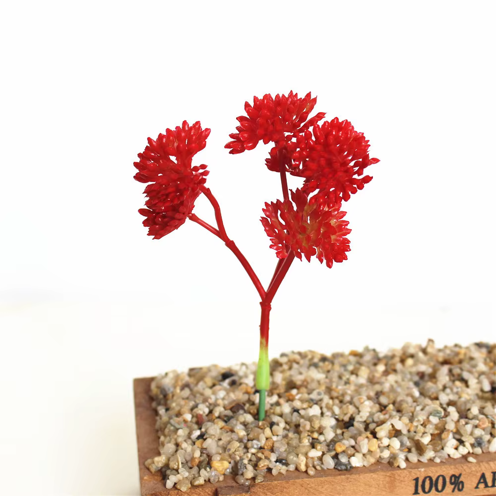 Mini plantes succulentes