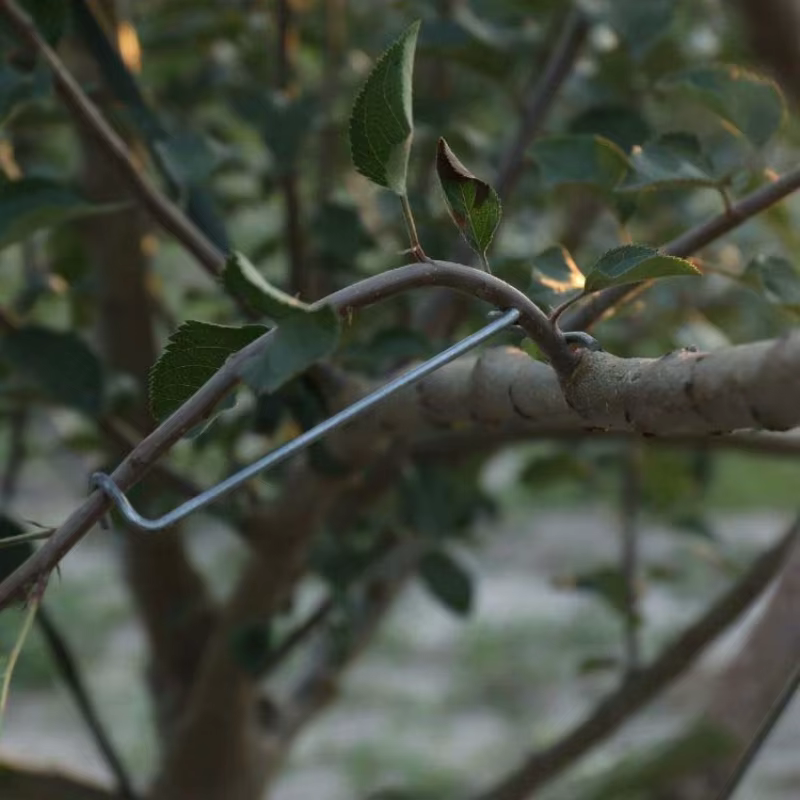 Support de Branches d'arbre fruitier