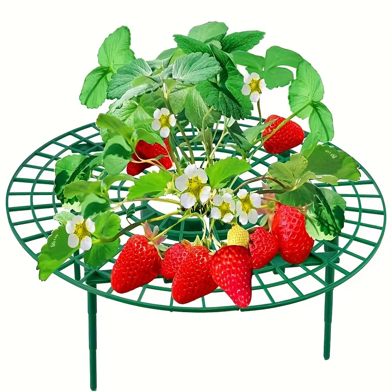 Support de plantation de fraises vertes