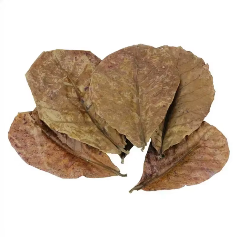 Feuilles naturelles de Terminalia Catappa Foetida (Feuille d'amande d'île) pour le traitement de nettoyage des poissons en aquarium