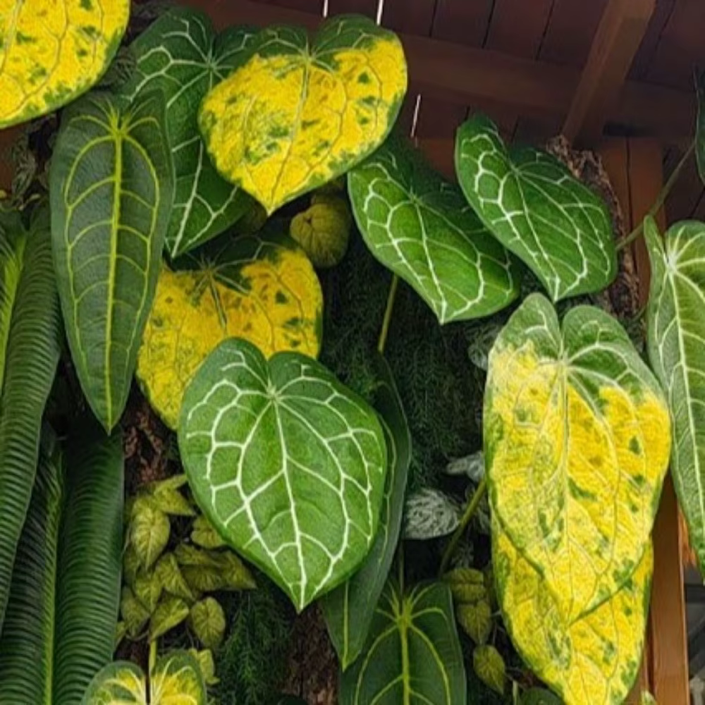 Feuilles de Calla artificielles en plastique