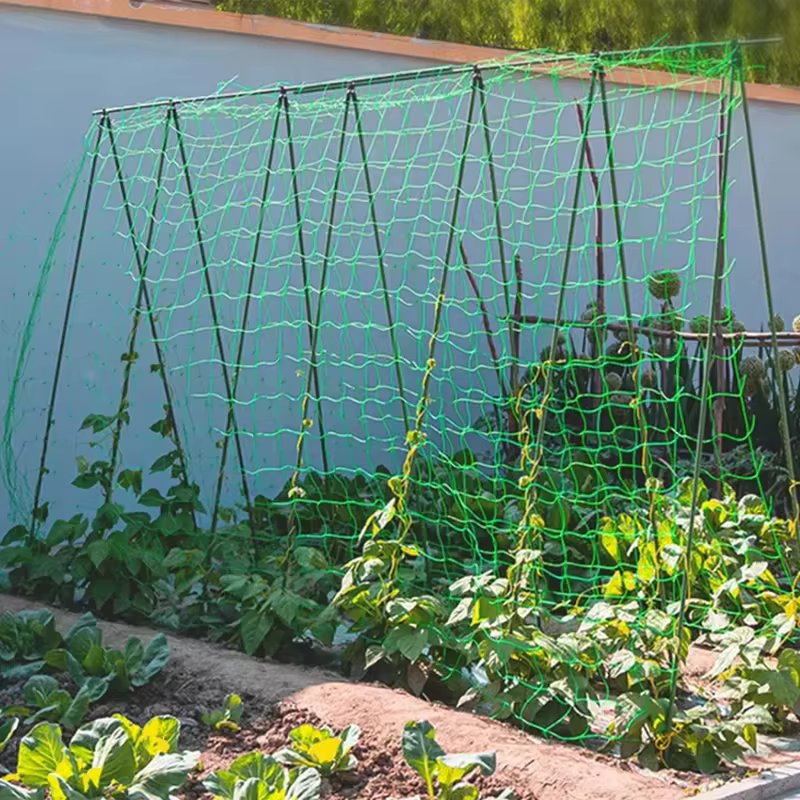 Pergola à treillis pour plantes de 1