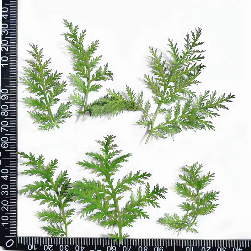 Feuilles naturelles séchées et pressées
