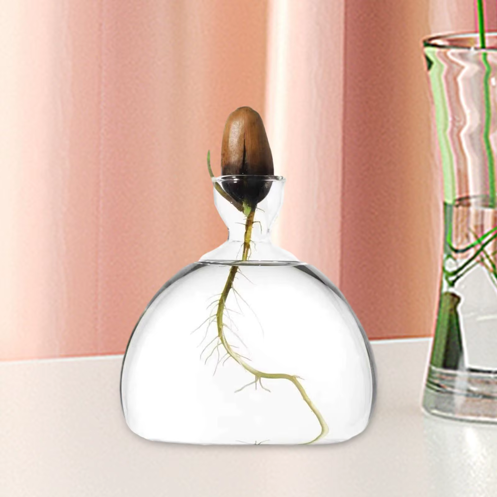 Vase de germination pour graines d'avocat