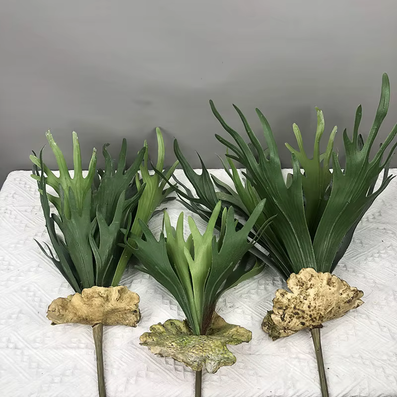 Plantes succulentes réalistes