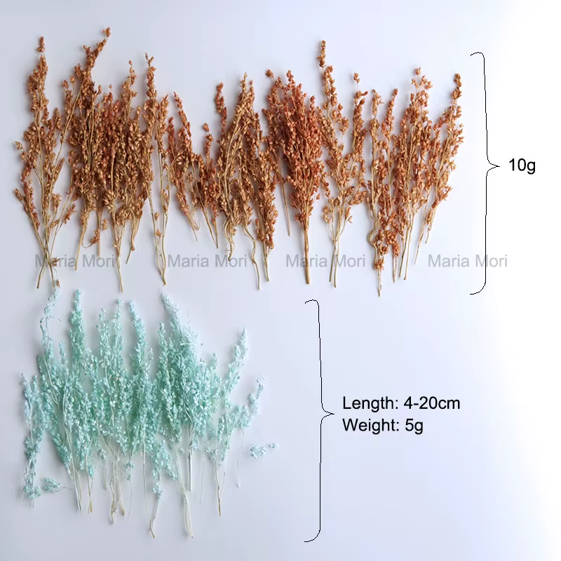 10g/Coloré Fleurs de maïs séchées blanchies