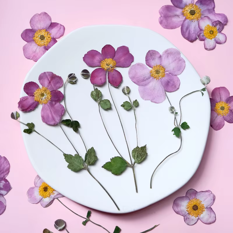 Fleurs séchées pressées en coton sauvage naturel