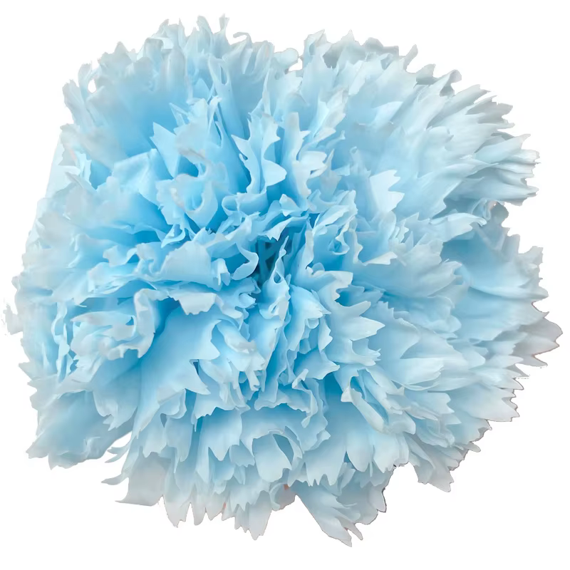 Fleur fraîche d'oeillet longue durée