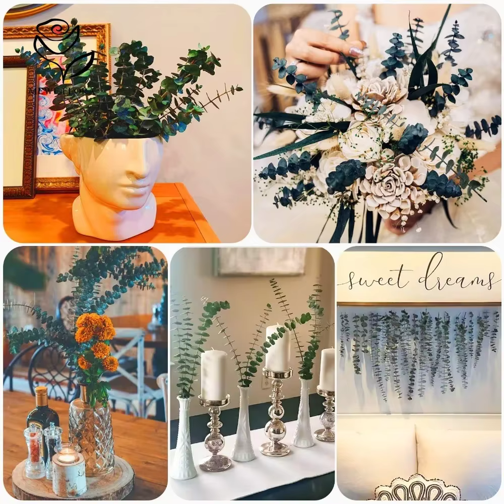 Tiges d'eucalyptus sèches pour la décoration intérieure