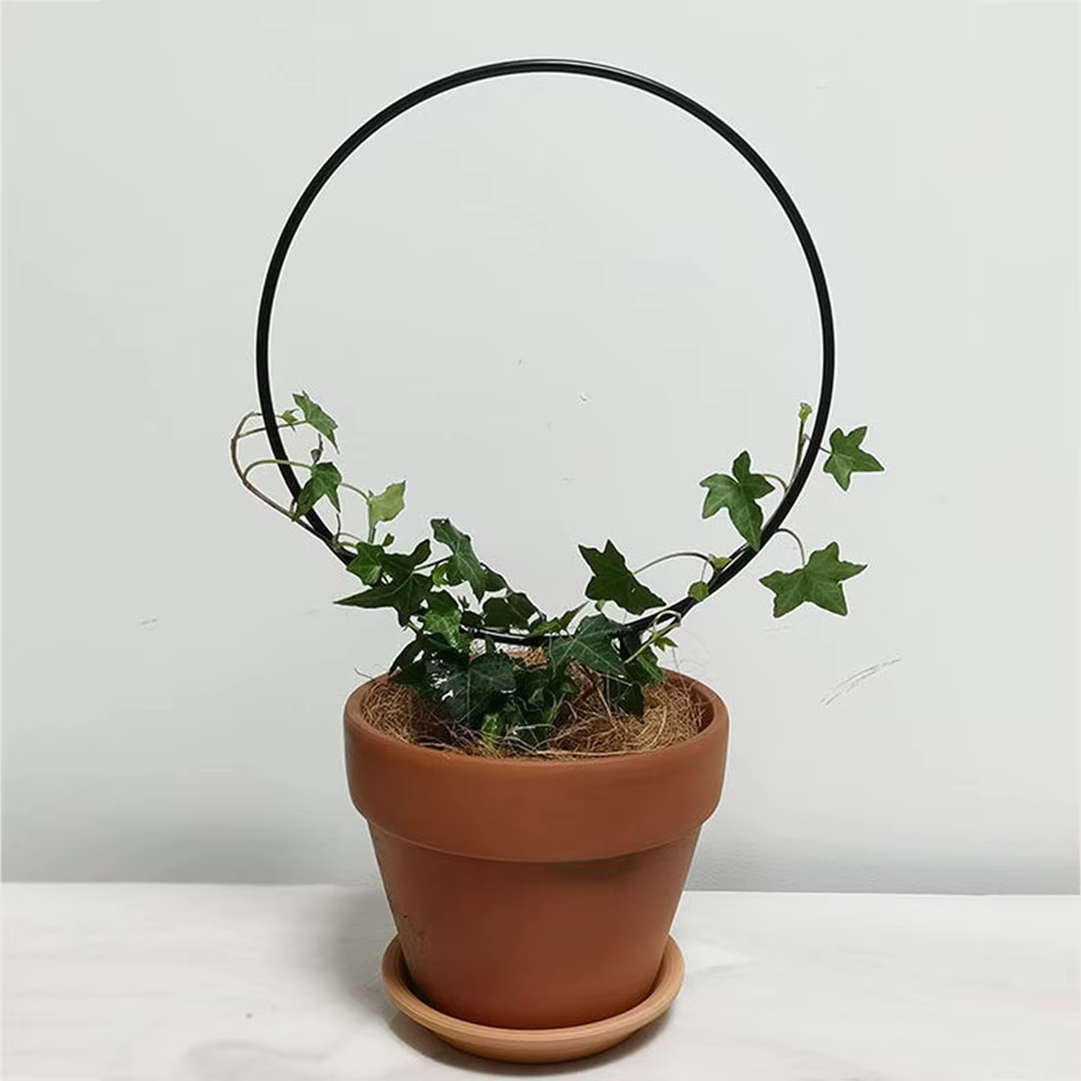 Support de plante grimpante en fer pour plantes grimpantes