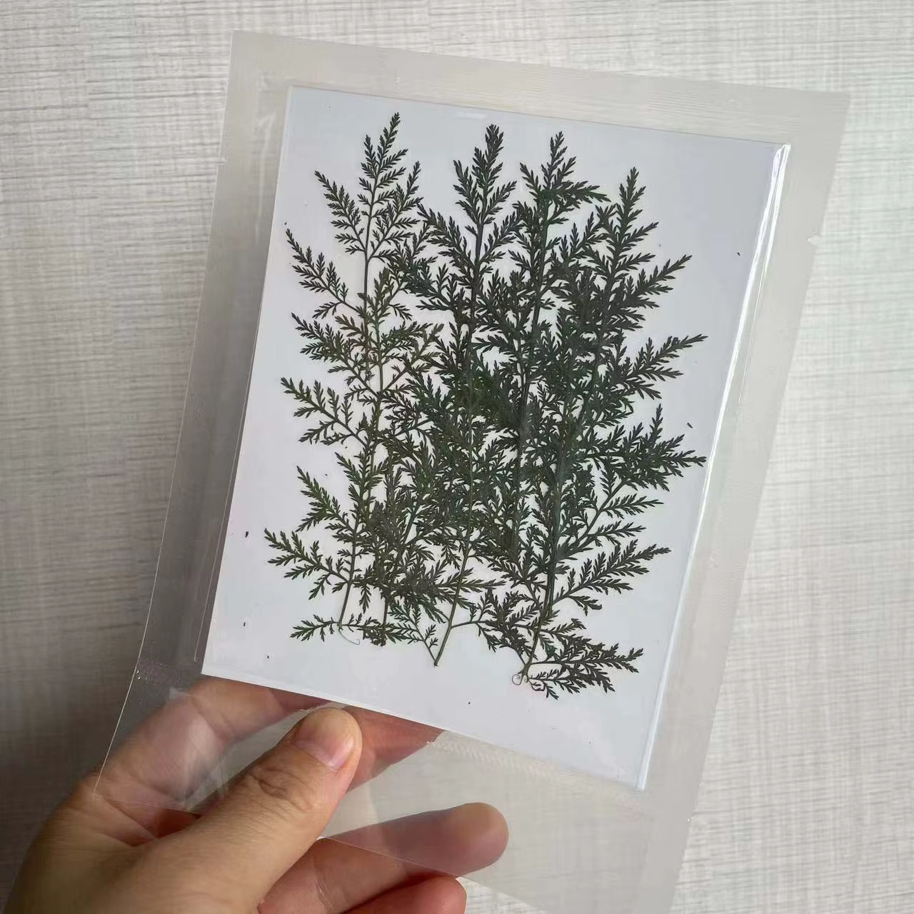 Feuilles naturelles séchées et pressées
