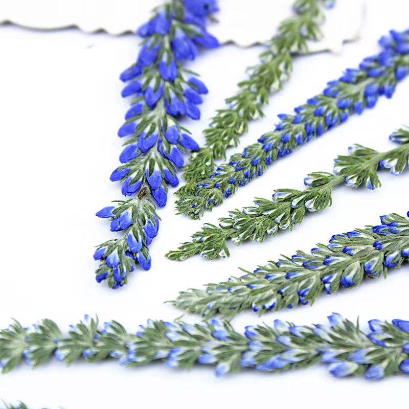 12 pièces, fleurs de lavande de Salvia violet séchées